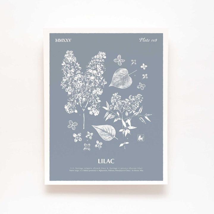 Lilac | Botanical Art Print