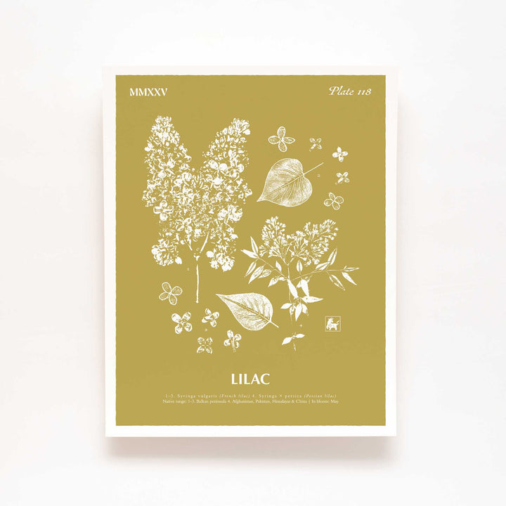Lilac | Botanical Art Print