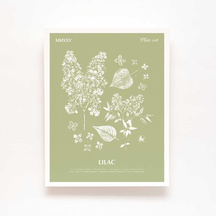 Lilac | Botanical Art Print