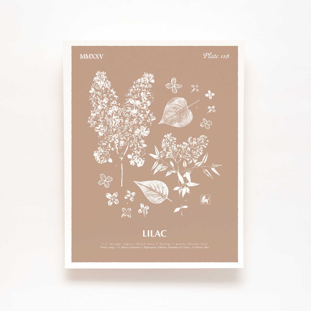Lilac | Botanical Art Print