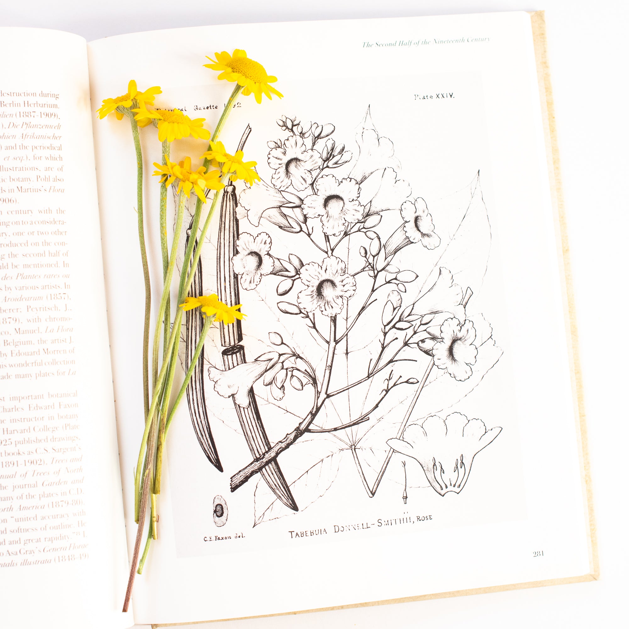 Fleurdinand | Zinnia | Botanical Art Prints