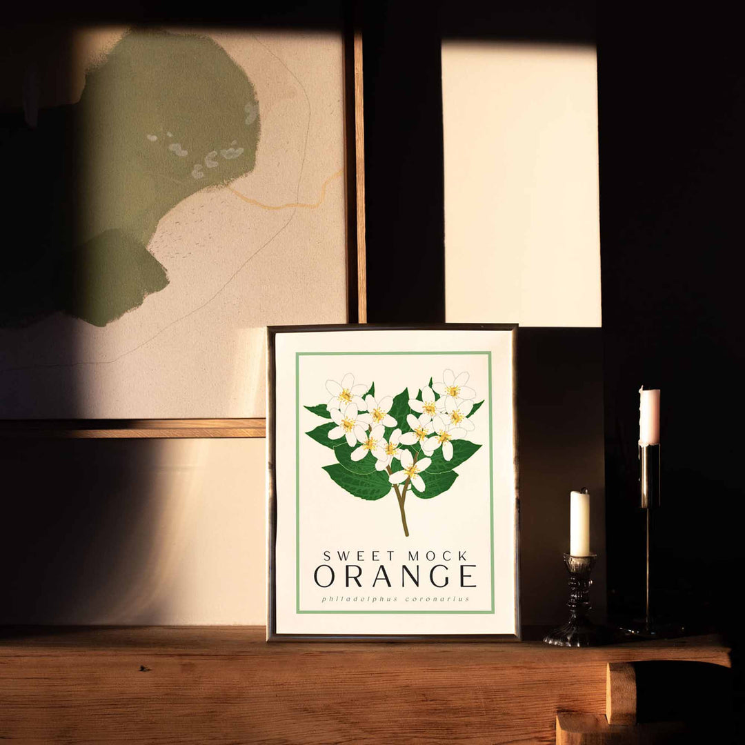 Mock Orange | Flower Art Prints