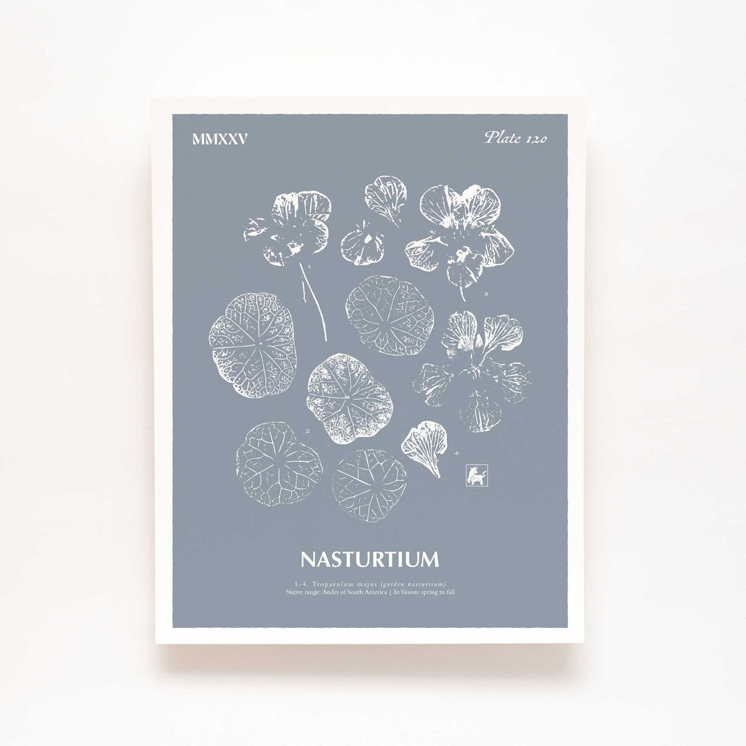 Nasturtium | Botanical Art Print