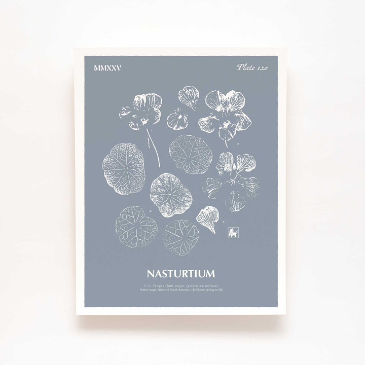 Nasturtium | Botanical Art Print