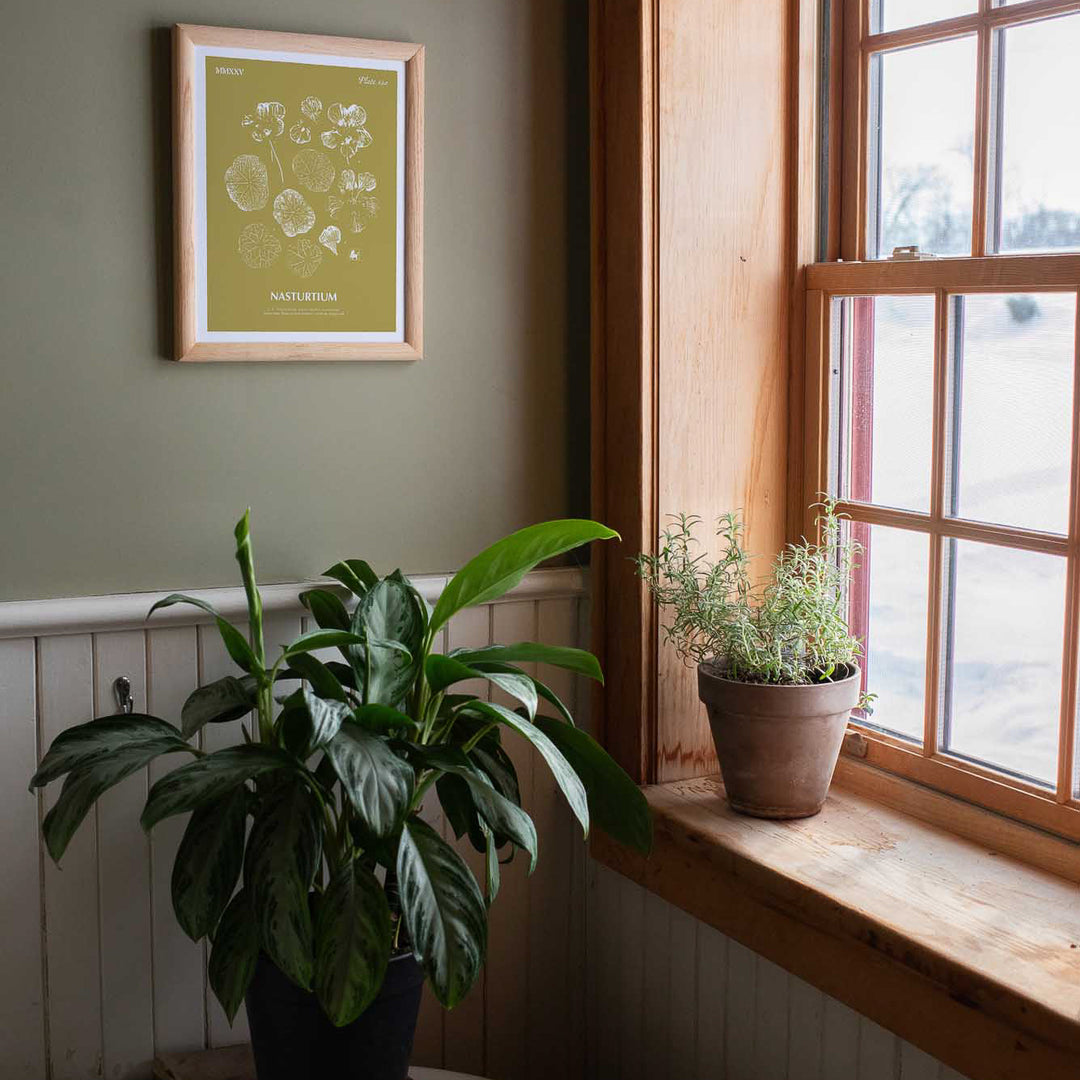 Nasturtium | Botanical Art Print