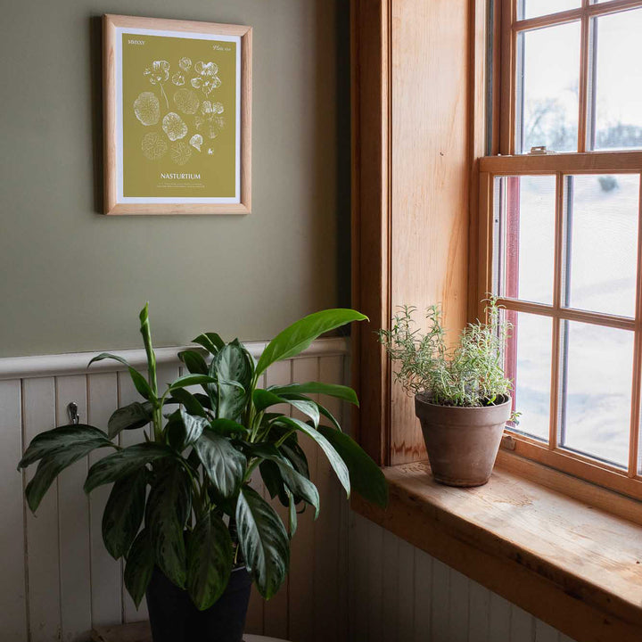 Nasturtium | Botanical Art Print