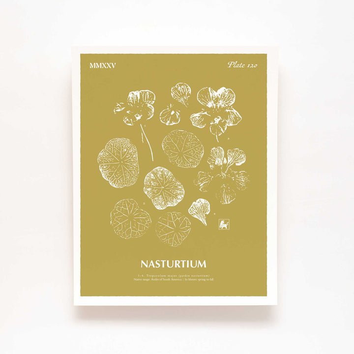 Nasturtium | Botanical Art Print
