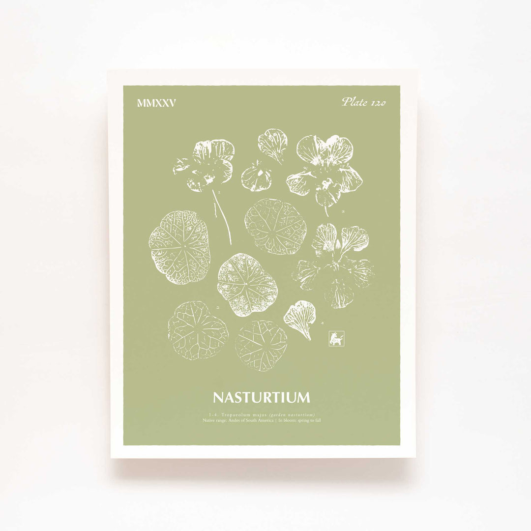 Nasturtium | Botanical Art Print
