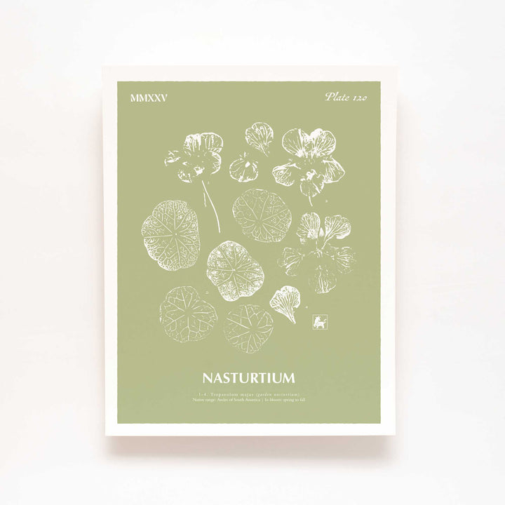 Nasturtium | Botanical Art Print