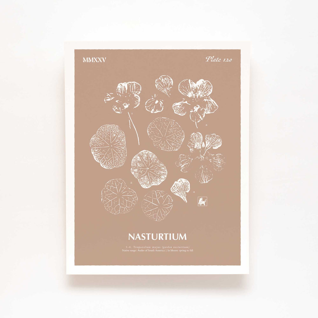 Nasturtium | Botanical Art Print