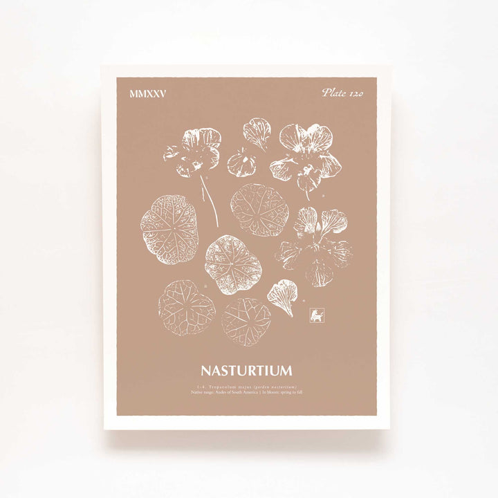 Nasturtium | Botanical Art Print