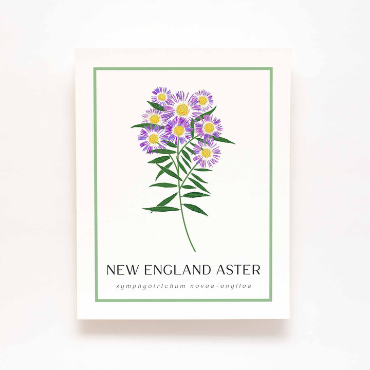 New England Aster | Flower Art Prints