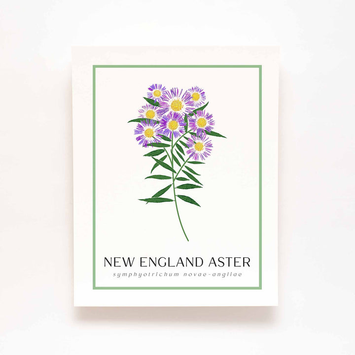 New England Aster | Flower Art Prints