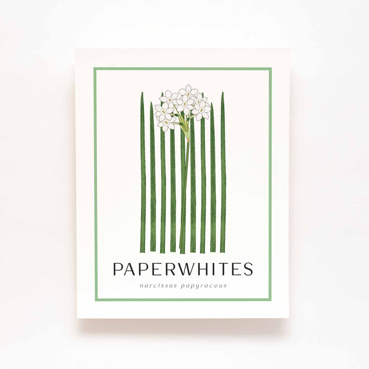 Paperwhites | Flower Art Prints