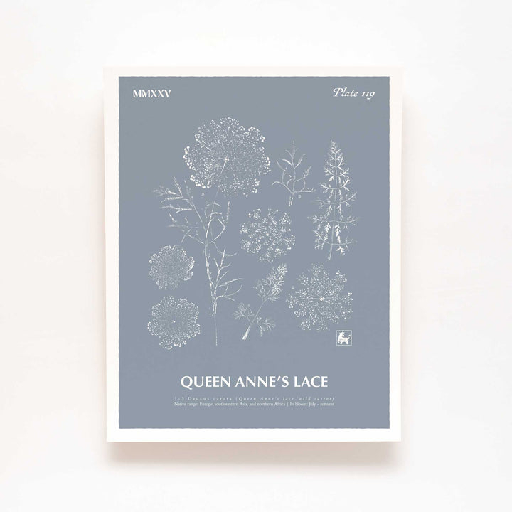Queen Anne's lace | Botanical Art Print