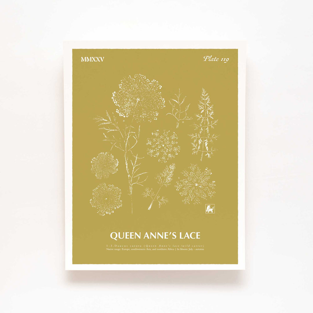 Queen Anne's lace | Botanical Art Print