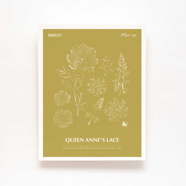 Queen Anne's lace | Botanical Art Print
