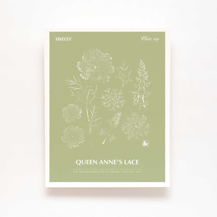 Queen Anne's lace | Botanical Art Print