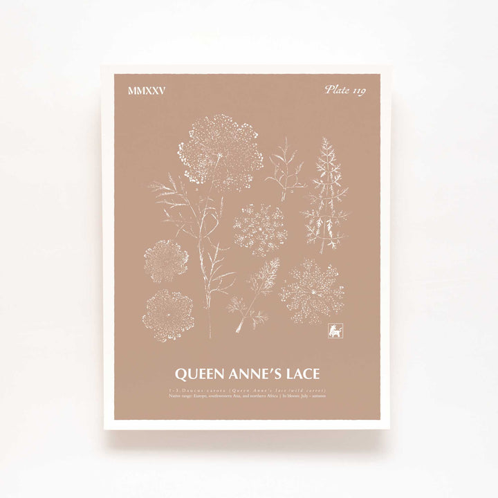 Queen Anne's lace | Botanical Art Print