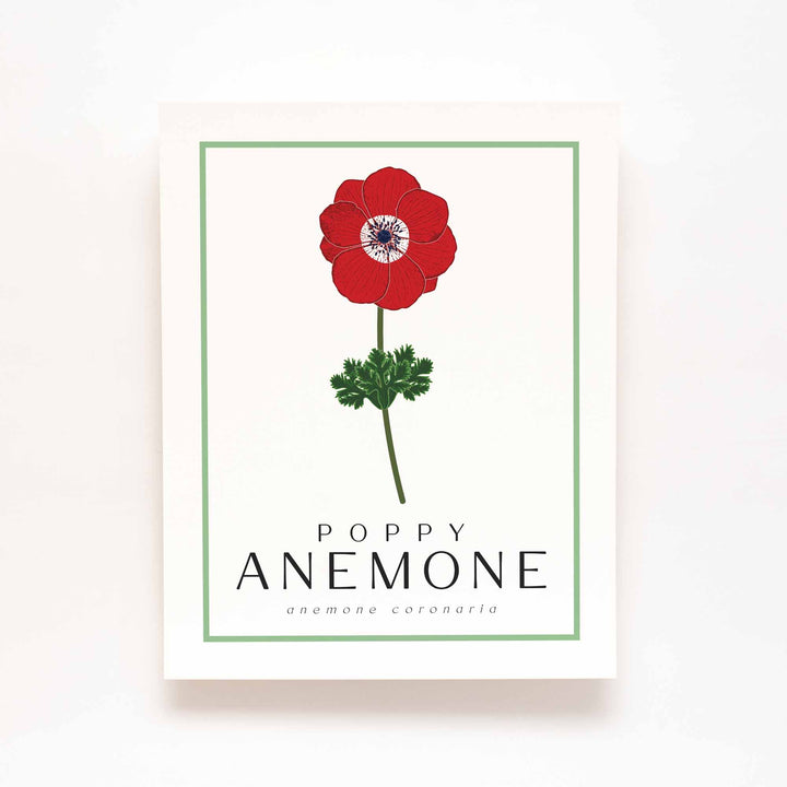 Poppy Anemone (Red) | Flower Art Prints