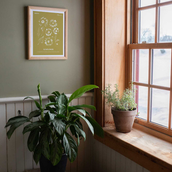 Sunflower | Botanical Art Print