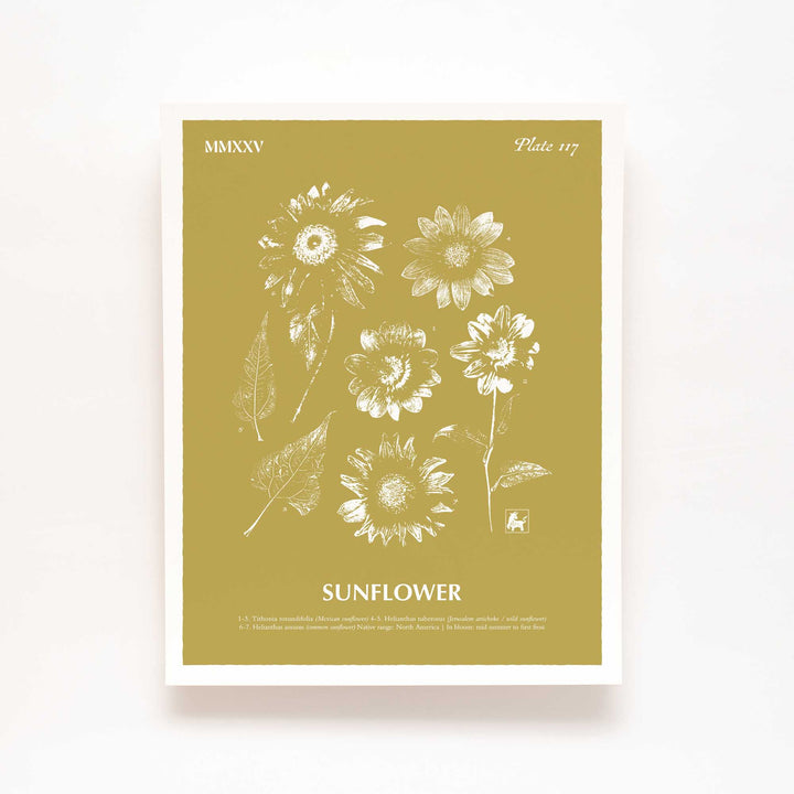 Sunflower | Botanical Art Print