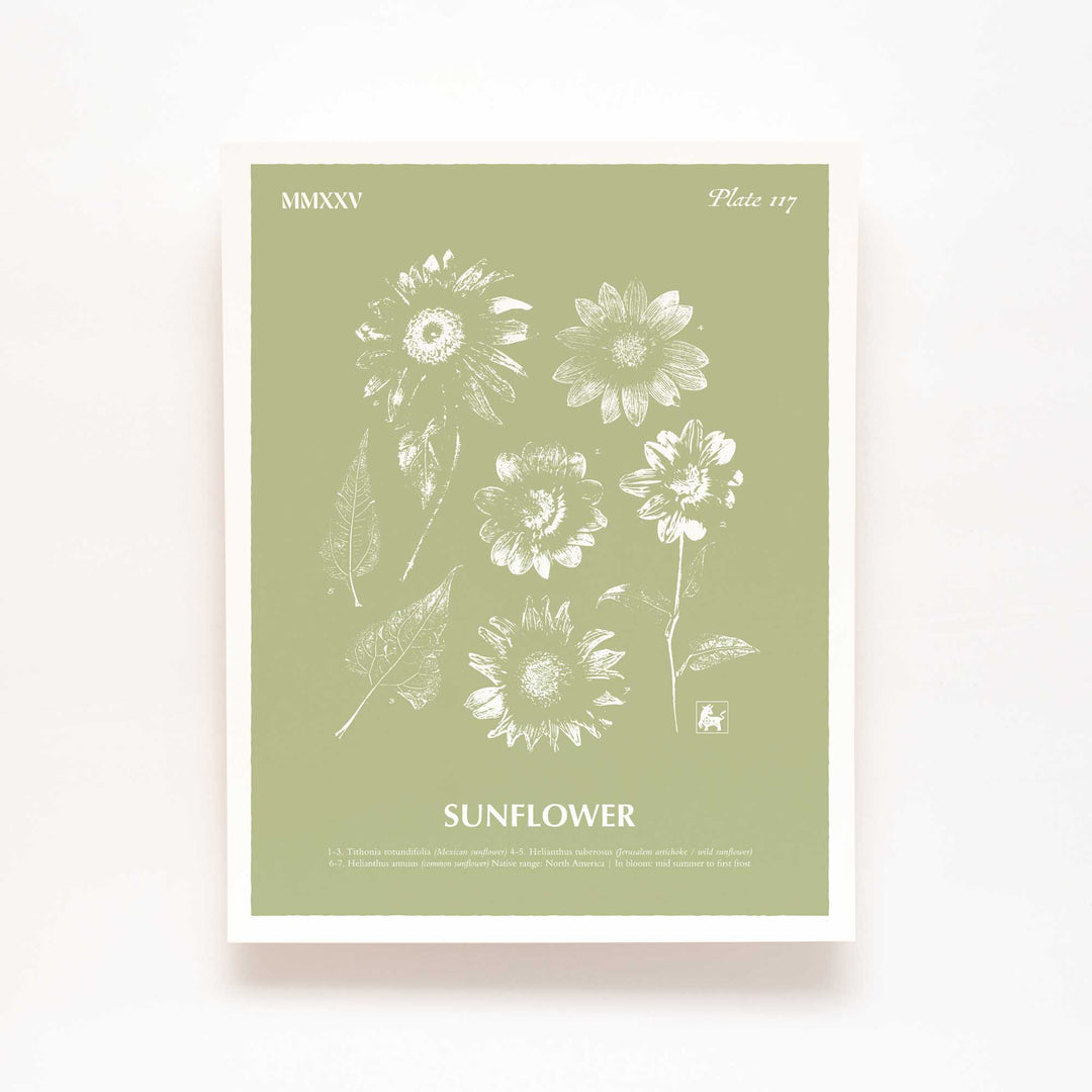 Sunflower | Botanical Art Print