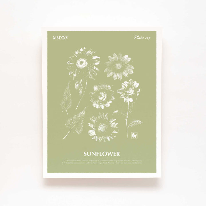 Sunflower | Botanical Art Print