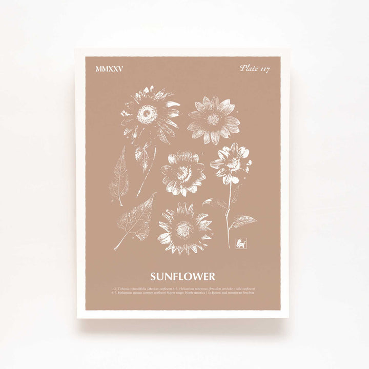 Sunflower | Botanical Art Print