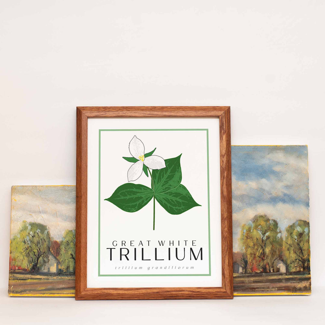 Trillium | Flower Art Prints