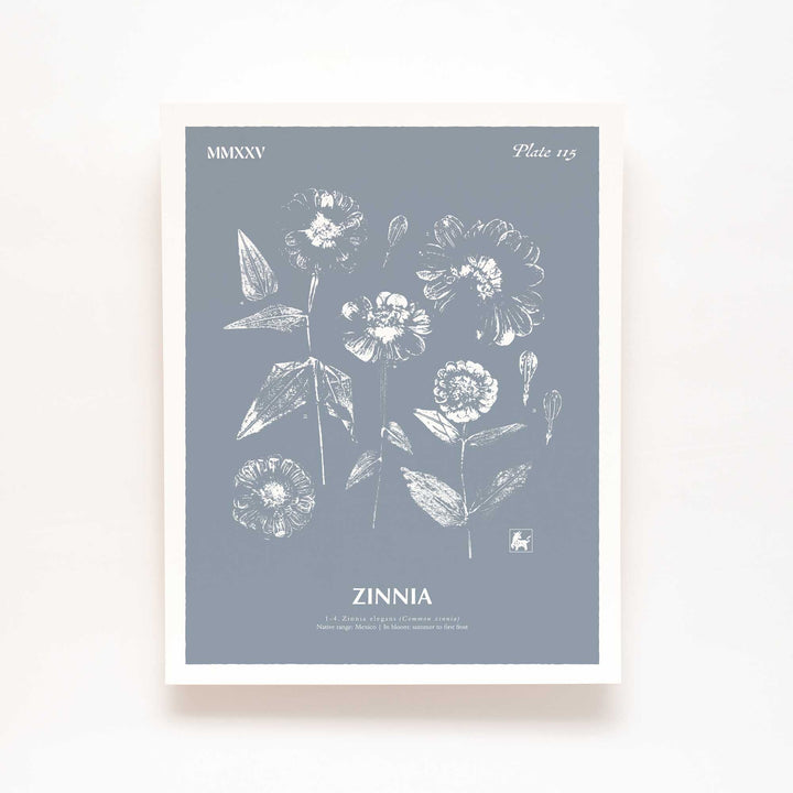 Zinnia | Botanical Art Print