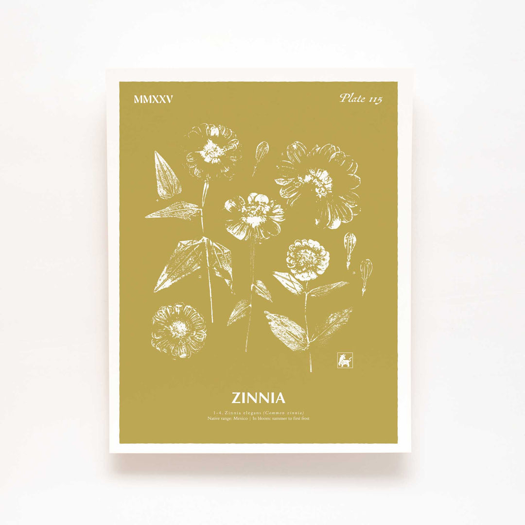 Zinnia | Botanical Art Print