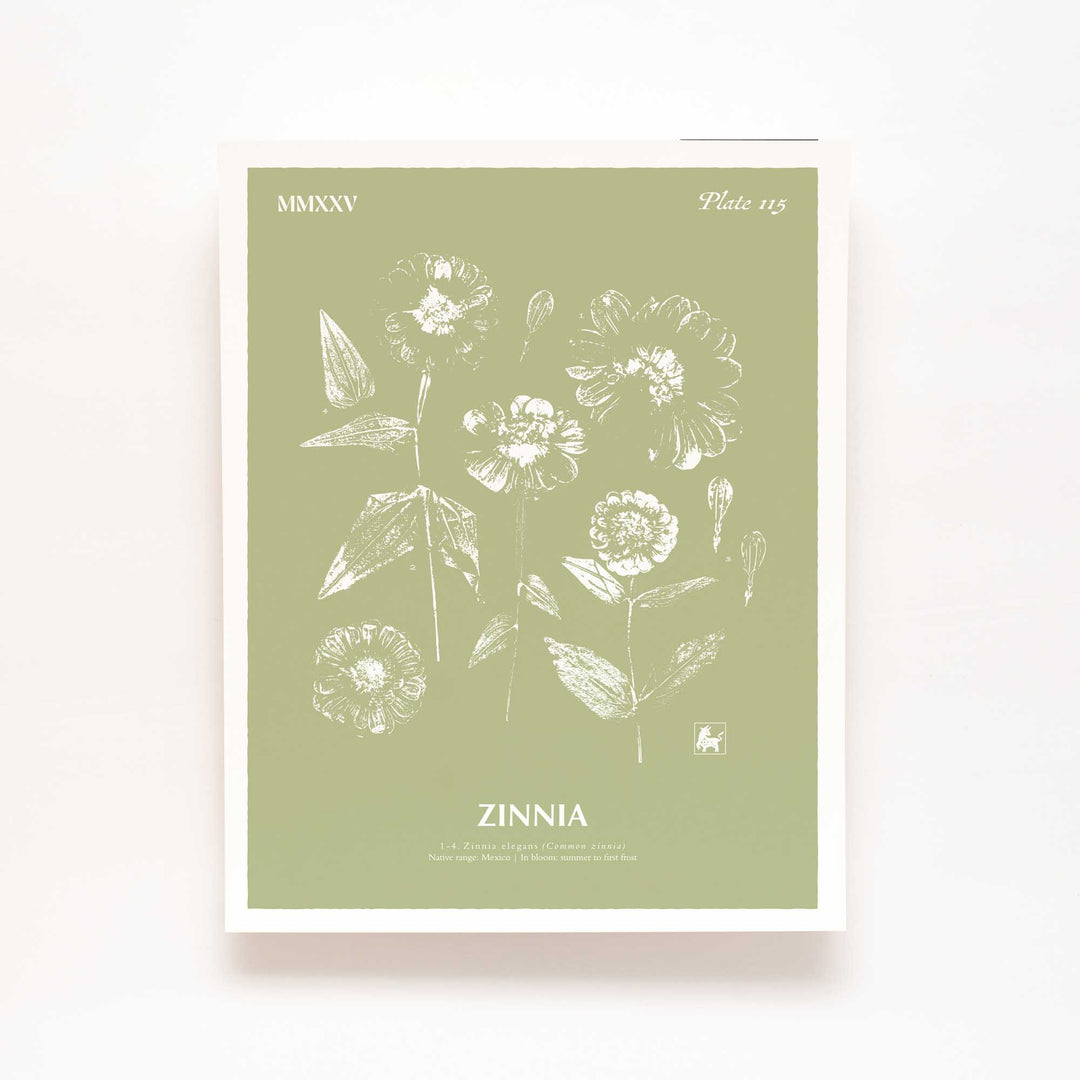 Zinnia | Botanical Art Print