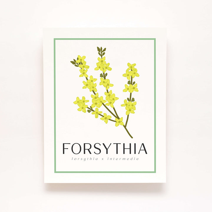 Forsythia | Flower Art Prints