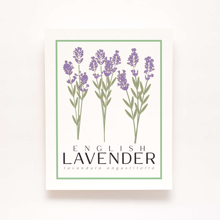 English Lavender | Flower Art Prints
