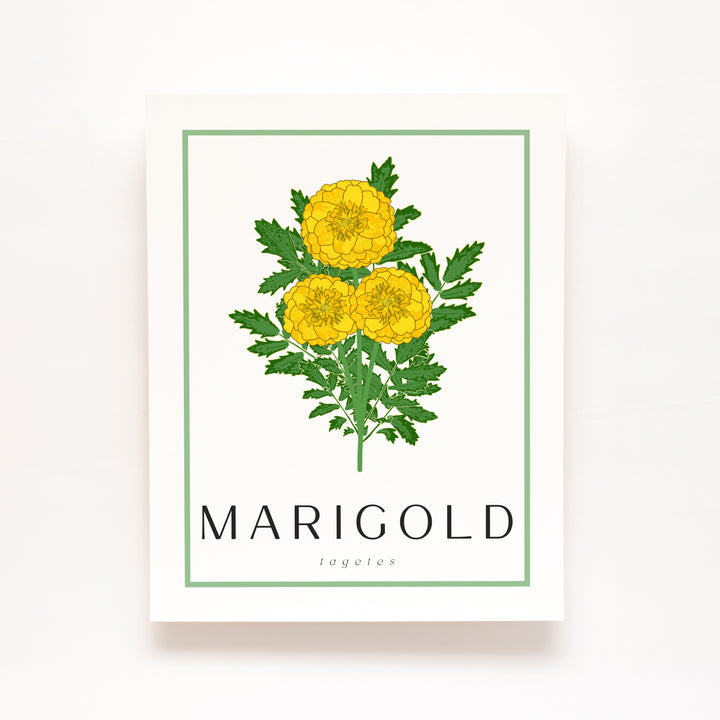 Marigold | Flower Art Prints