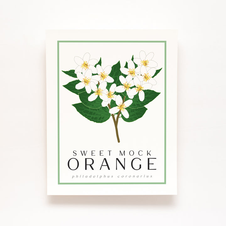 Mock Orange | Flower Art Prints