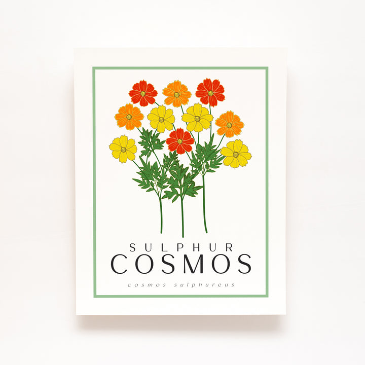 Sulphur Cosmos | Flower Art Prints