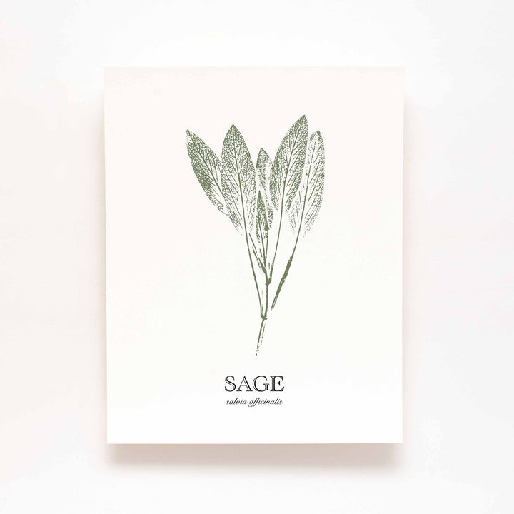 Sage | Herb Wall Art