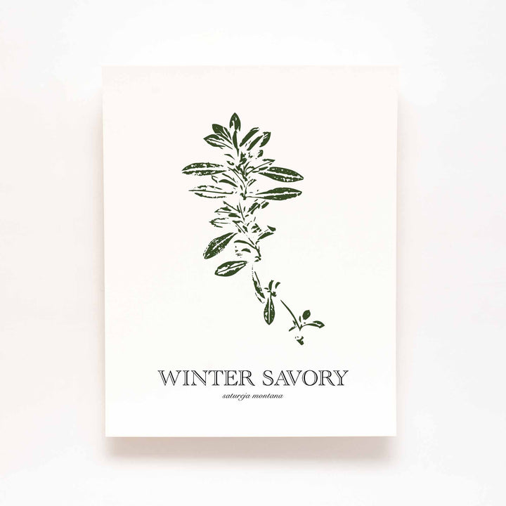 Winter Savory | Herb Wall Art